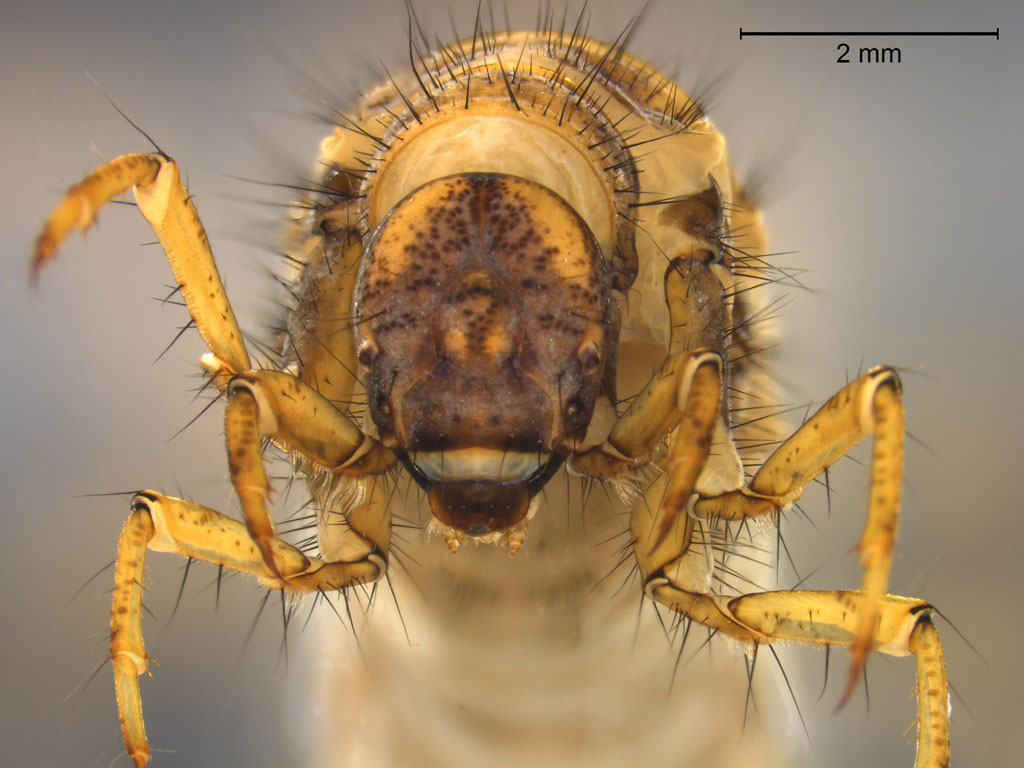 Anabolia concentrica